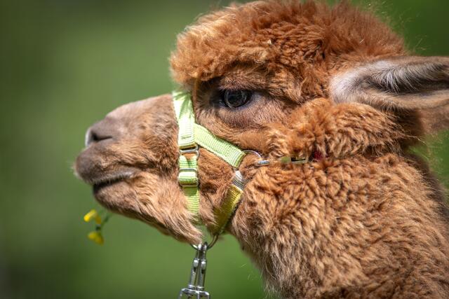Foto: David Hanke