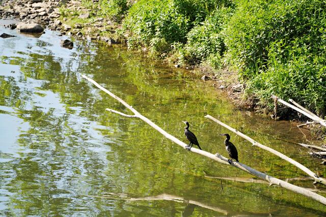 Die Kormorane ruhen sich aus | Foto: Ulrich Seidel