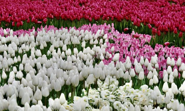 5. Jahrestag BUGA auf dem Marktplatz HN | Foto: ED