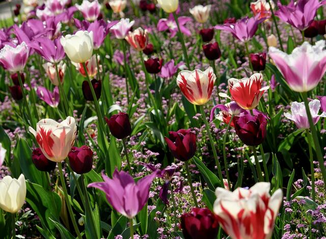 Tulpenbeet im Pfühlpark HN | Foto: ED