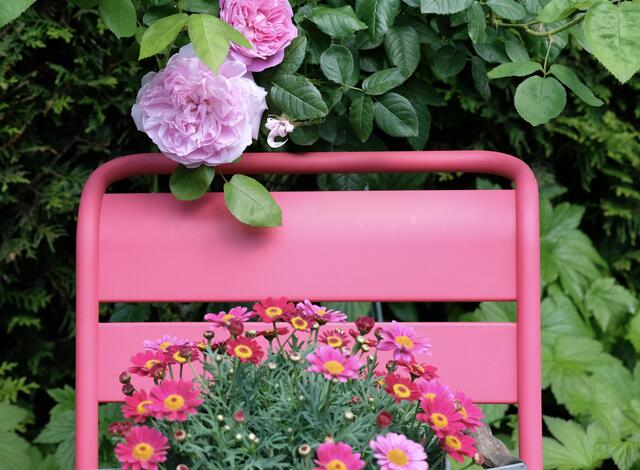PINK mit BUGA Stuhl in meinem Garten | Foto: ED