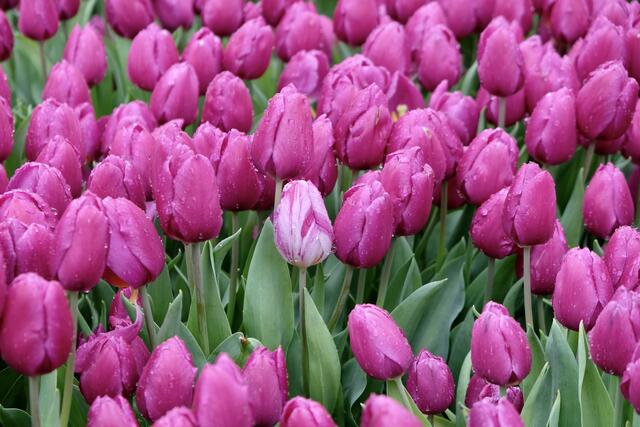 BUGA Tulpen zum 5. Jubiläum | Foto: ED