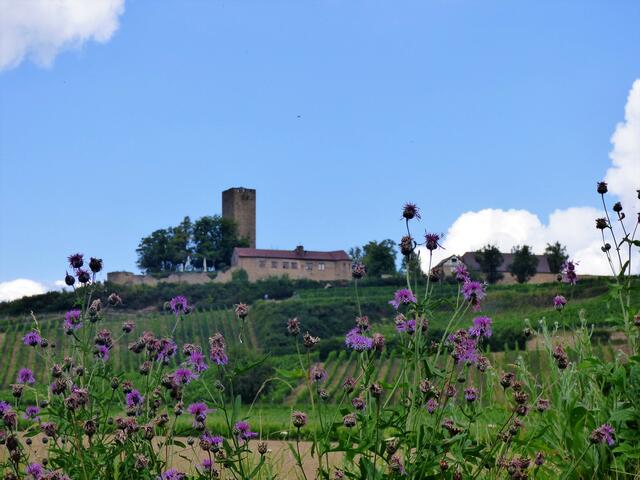 Burg Ravensburg, Sulzfeld | Foto: sigischlottke