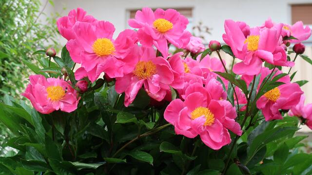 Foto: Eduard Warenik