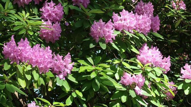 Foto: Eduard Warenik