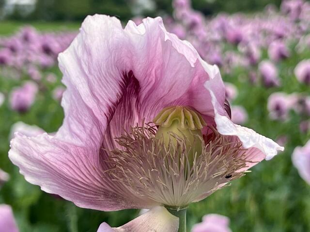 Pretty in Pink | Foto: Moni Bordt