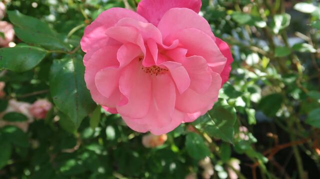 Foto: Eduard Warenik