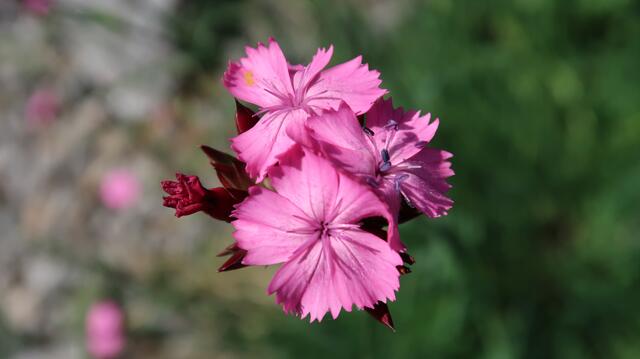 Foto: Eduard Warenik