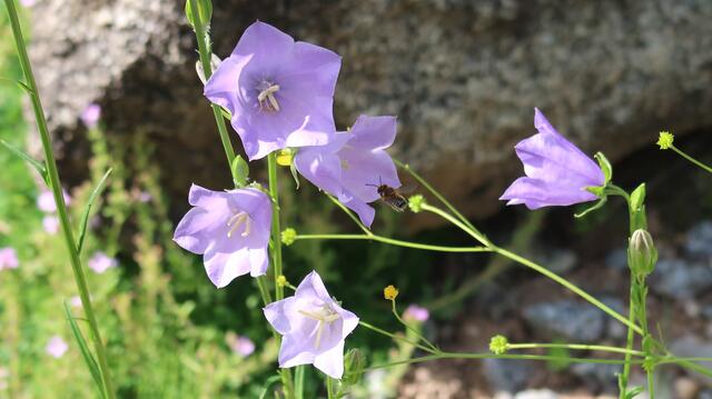 Foto: Eduard Warenik