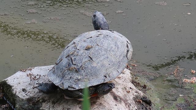 Foto: Eduard Warenik