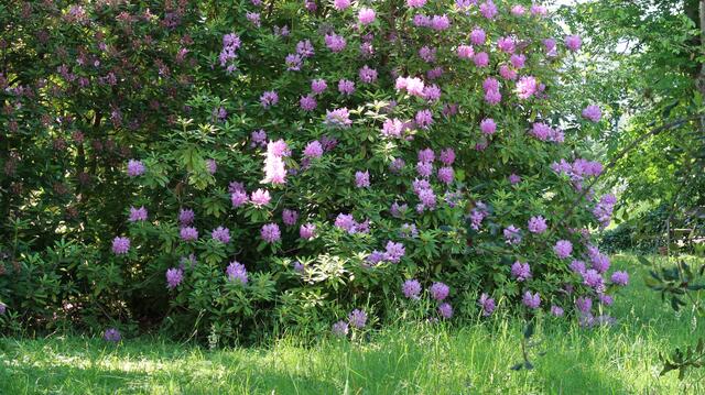 Foto: Eduard Warenik