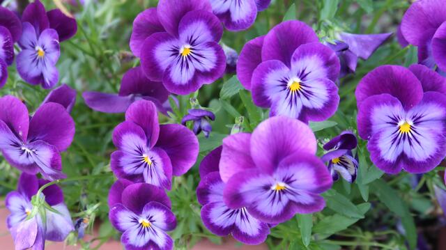 Foto: Eduard Warenik