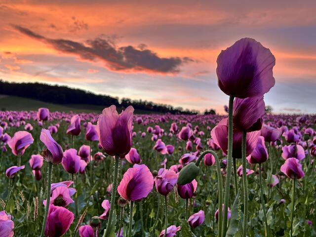 Sonnenuntergang am Mohnfeld | Foto: Moni Bordt