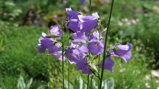 Foto: Eduard Warenik