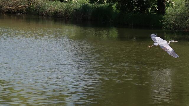 Foto: Eduard Warenik