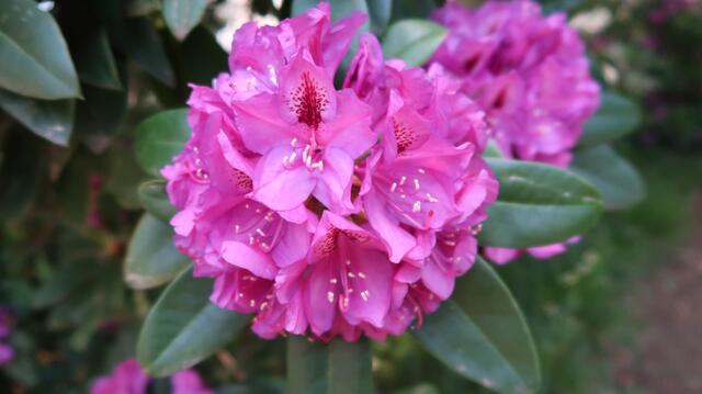 Foto: Eduard Warenik