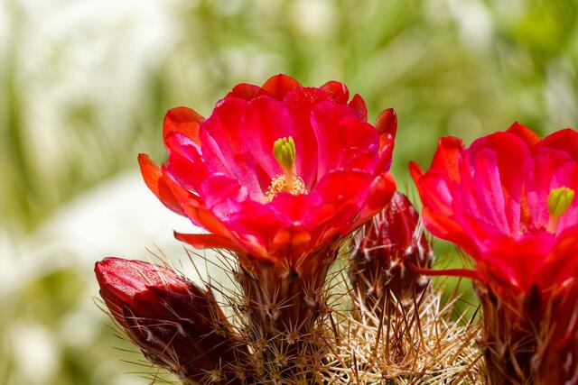 gelbe Staubfäden | Foto: WKY