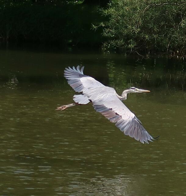 Foto: Eduard Warenik