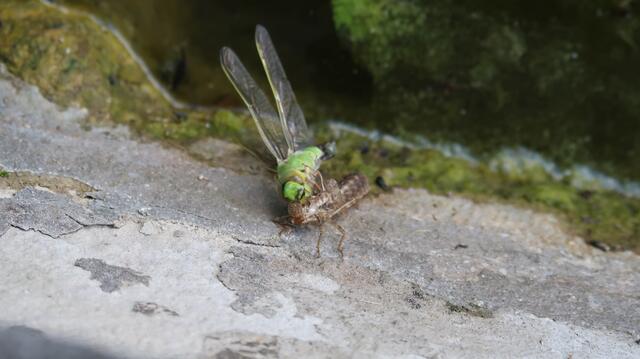 Foto: Eduard Warenik
