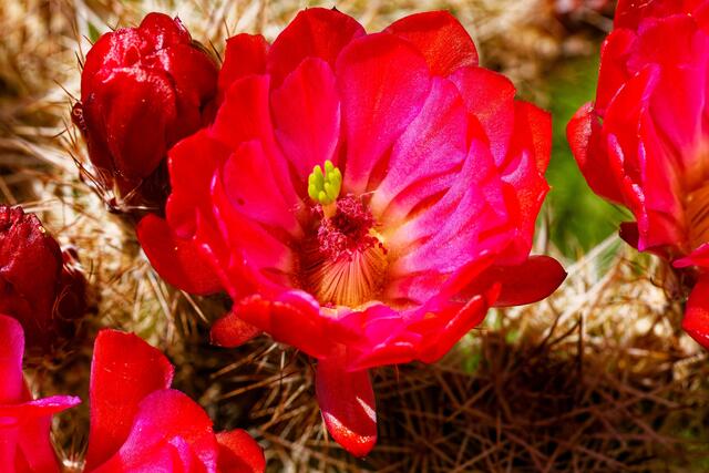 rote Staubfäden | Foto: WKY