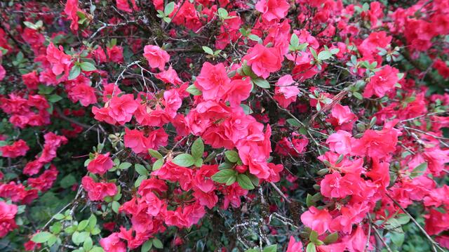 Foto: Eduard Warenik