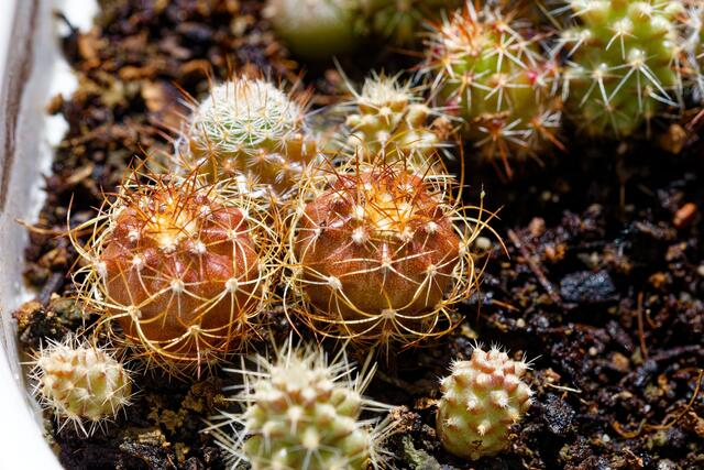 Sämlinge vom Vorjahr | Foto: WKY