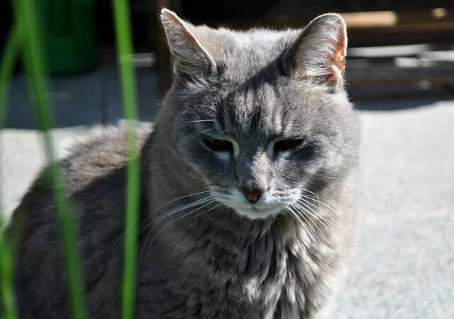 Joe schaut da eher gelangweilt zu. | Foto: Daniela Somers