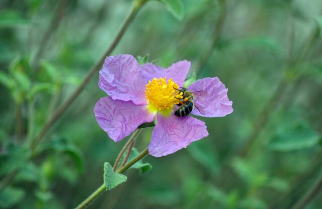 Die Bienchen lieben die Zistrose. | Foto: Daniela Somers