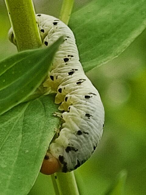 Seltsamerweise habe ich noch keine Fressspuren gesehen. | Foto: Daniela Somers