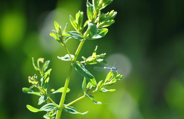 Schaut sie mich an? | Foto: Daniela Somers