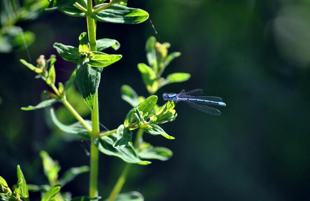 Azurjungfer am Johanniskraut | Foto: Daniela Somers