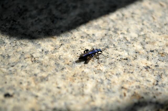 Ich habe nur grüner Scheinbockkäfer gefunden. Aber der Käfer war blau. Vielleicht gibts auch blaue Scheinbockkäfer. Oder sie färben sich um? | Foto: Daniela Somers