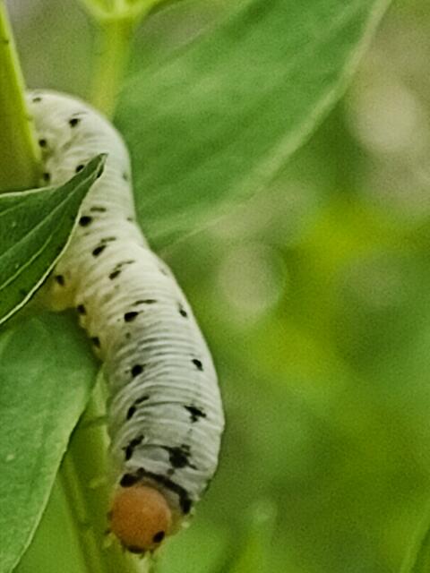 Im Johanniskraut tummeln sich einige dieser Raupen. Wäre bestimmt nicht schlecht zu wissen ob es Schädlinge sind, oder ob es mal ein schöner Falter wird. | Foto: Daniela Somers