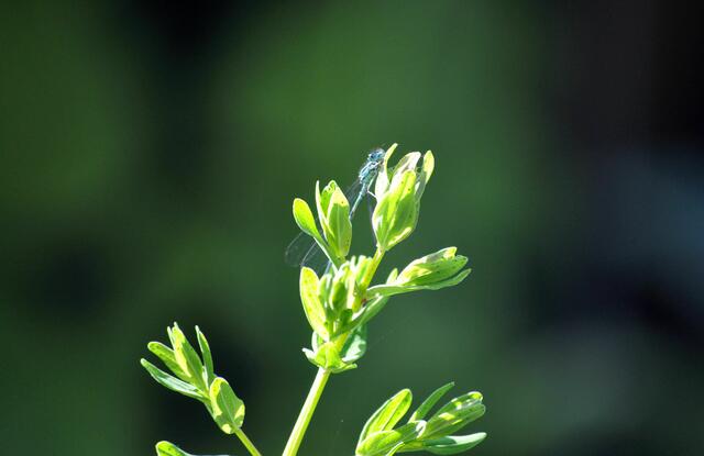 Azurjungfer am Johanniskraut | Foto: Daniela Somers