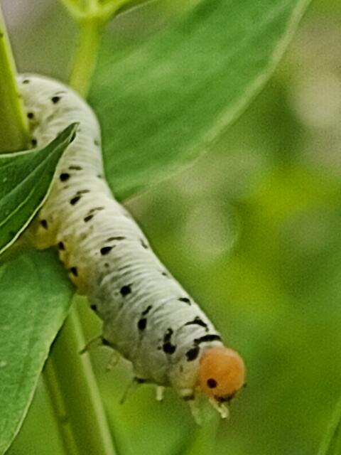 Was da wohl mal draus wird? Ich habe sie nicht im Netz gefunden. Aber ihr orangfarbener Kopf sieht irgendwie niedlich aus. | Foto: Daniela Somers