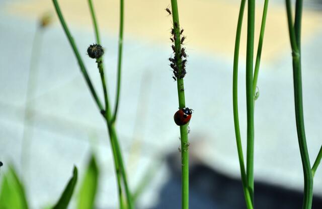 Da hat der Marienkäfer mal einen gedeckten Tisch gefunden. | Foto: Daniela Somers