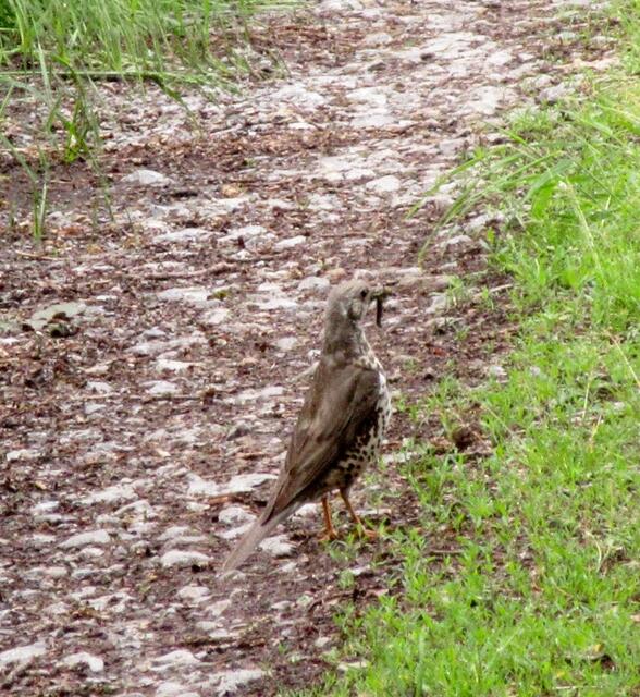 Von der kleinen Schar, ließ sich diese Singdrossel nicht von ihrer Nahrungssuche abhalten. Da sind bestimmt hungrige Jungvögel im Nest und viel zu tun. | Foto: WandernGabyErich@gmx.de