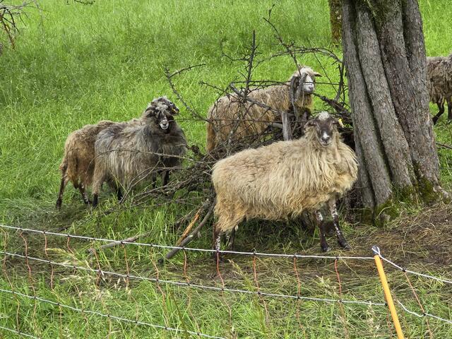 Foto: Heidrun Rosenberger