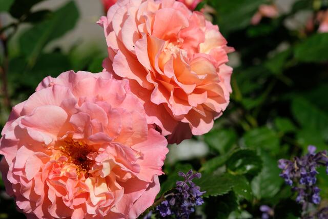 "Augusta Luise" | Foto: ED