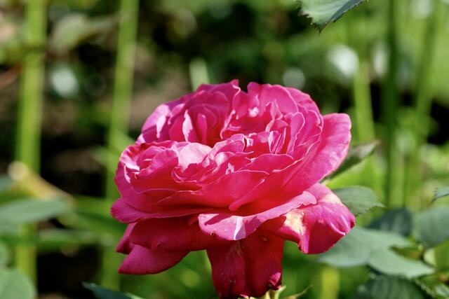 "Rosensymphonie" | Foto: ED