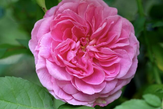 "Gertrude Jekyll" von Austin  | Foto: ED