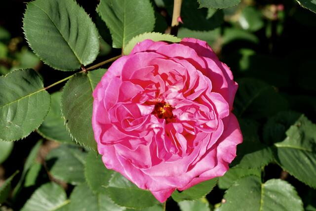 "Rosensymphonie" | Foto: ED