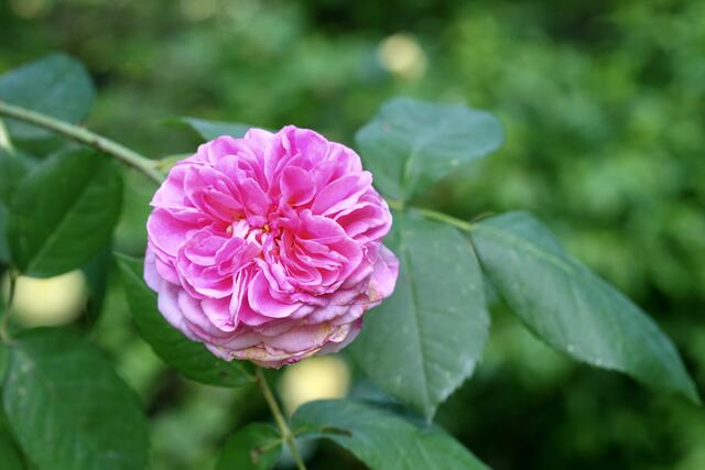 "Gertrude Jekyll" am Rosenbogen | Foto: ED