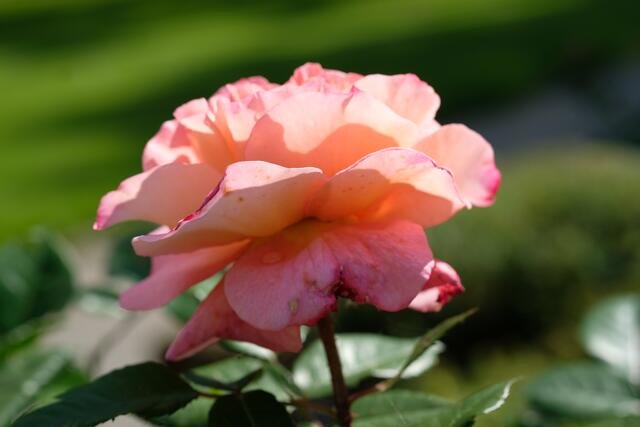"Augusta Luise" | Foto: ED