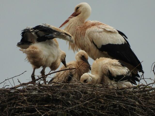 Foto: Helga El-Kothany