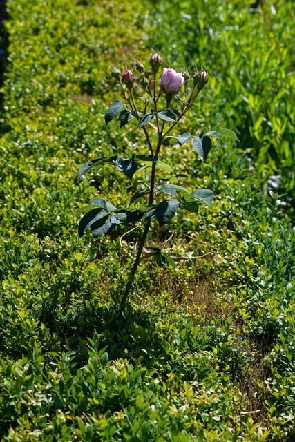 Hecken-Rose 😉 | Foto: WKY