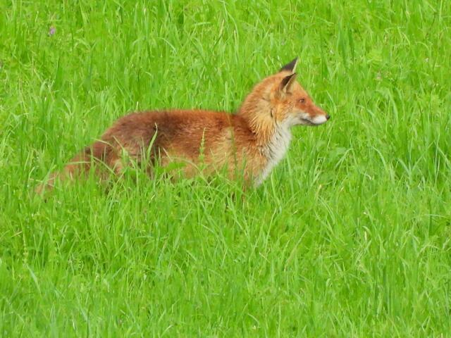 Foto: Helga El-Kothany