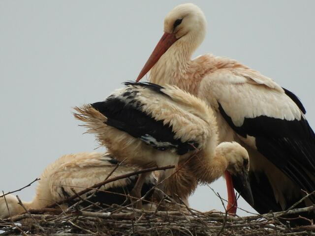 Foto: Helga El-Kothany