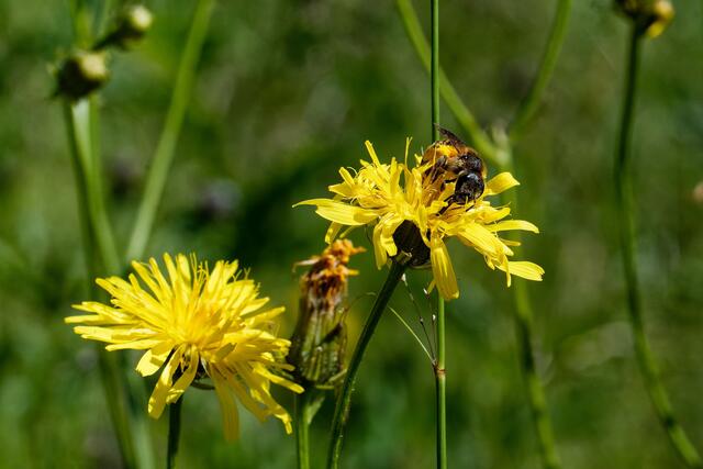 Wow - das ist ein Saugrüssel 😊 | Foto: WKY