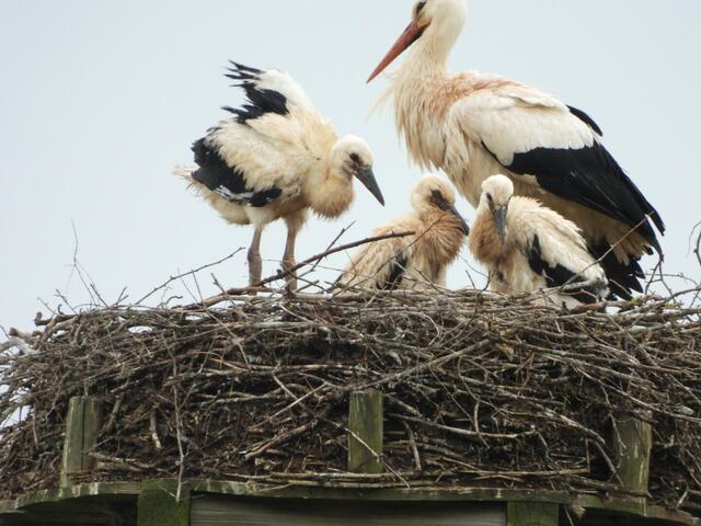 Foto: Helga El-Kothany